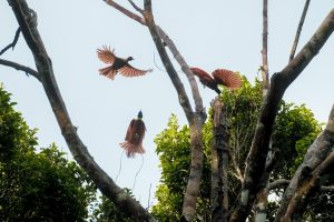 Pesona Kali Biru Genyam, Papua