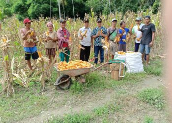 Petani Jagung Desa Matabas Panen Raya, Kades Komitmen Lebih Akan Mendorong Produktivitas Pertanian