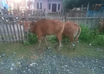 Parah! Bantuan Sapi di Desa Uso’ Banggai Tidak Sesuai Spesifikasi,  Warga Mendesak APH Bertindak