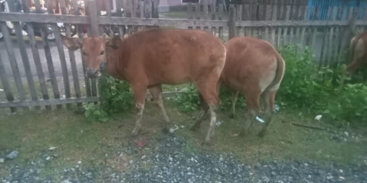 Sapi bantuan menggunakan anggaran Dana Desa (DD) di Desa Uso', Kecamatan Batui, Kabupaten Banggai di keluhkan warga karena tidak sesuai spesifikasi. (Dok.ist)