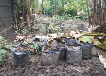 Tanaman Cabai dan Tomat Program SJSP di Desa Pohi Sudah Mengering