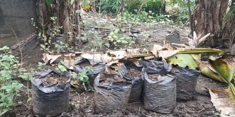 Kondisi polibag tanaman cabai dan tomat dari penyaliran program SJSP di Desa Pohi, Kecamatan Luwuk Timur, Kabupaten Banggai, Jumat (21/6/2024). Terlihat beberapa tanaman yang sudah mengering. (Handover)
