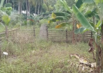 Program SJSP Sektor Pertanian di Desa Bantayan Tak Membuahkan Hasil