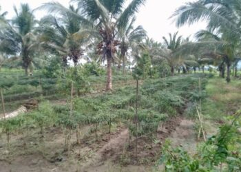 Klaim Program SJSP di Kebun Cabai Bantayan Terkuak, Pemilik: Tak Ada Bantuan Pemda