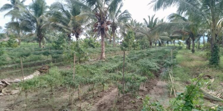 Kebun cabai milik Mardi warga Desa Bantayan, Kecamatan Luwuk Timur, Kabupaten Banggai. (Dok.Ist)