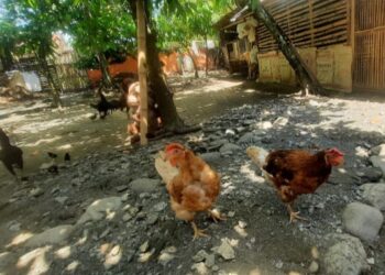 Kepala Dinas Peternakan Banggai Baiknya Turun Lapangan Cek Program SJSP