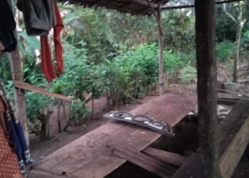 Penerima Program SJSP Ayam Pedaging Desa Uwelolu Hanya Aparat Desa dan Hansip   