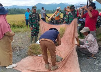 Wujudkan Program Swasembada Pangan Nasional, Danramil 1308-02 Bunta Hadir Dalam Kegiatan Pengambilan Ubinan Padi Sawah