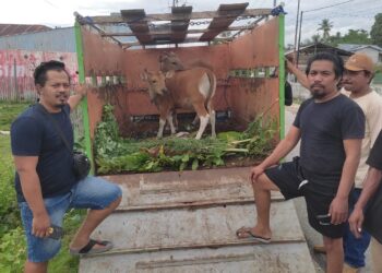 Resmob Polres Banggai Amankan Pelaku Pencurian Sapi di Luwuk Timur