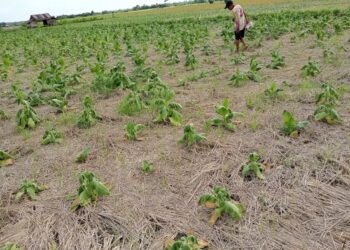 Petani Tembakau di Sindangsari Banggai Terancam Gagal Panen Akibat Curah Hujan Tinggi