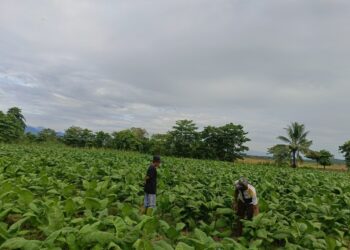 Abdul Haris, Petani Tembakau di Desa Sindangsari: Menjaga Tradisi untuk Generasi