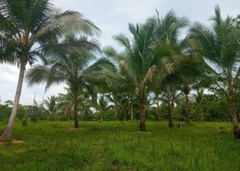 Pencurian Buah Kelapa Marak di Masama Banggai, Pelaku Masih Misterius