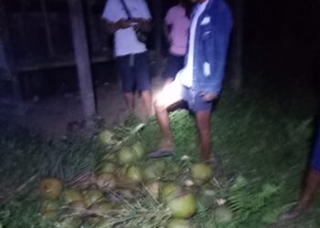 Warga Pergoki Komplotan Pencuri Buah Kelapa di Masama Banggai