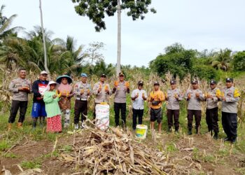 Dukung Astacita, Polsek Bunta Laksanakan Panen Jagung di Kalaka