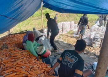 Berkat Binaan PT KFM, Kelompok Tani Limbukon Desa Koninis Panen Raya Jagung