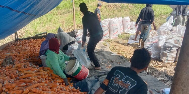 Kelompok tani limbukon desa koninis, kecamatan simpang raya panen raya jagung. (Dok.ist)
