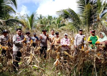 Polsek Bunta Bersama Petani Laksanakan Panen Jagung di Lahan Tumpang Sari