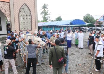 Bupati Amirudin Serahkan Sapi Kurban Bantuan Presiden