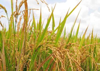 250 Hektare Sawah di Desa Siuna Banggai Gagal Panen sejak Tambang Nikel Beroperasi