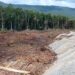 Hampir 8 Hektare Mangrove di Desa Siuna Banggai Dibabat Habis untuk Kepentingan Tambang Nikel