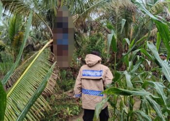 Geger! Warga Beringin Jaya Banggai Ditemukan Tewas Tergantung di Perkebunan Jagung