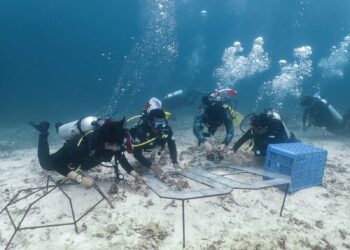 Rayakan Kemerdekaan, Komunitas di Banggai Laut Lakukan Transplantasi Karang dan Edukasi Laut