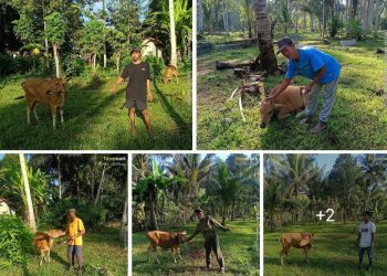 Melalui Pokir Aleg Indry Azis, Kelompok Ternak Tinjohakon Nalipu di Hion Bunta Terima Bantuan Sapi