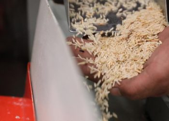 Politik Gilingan Padi dan Diferensiasi Kelas di Balik Harga Beras Banggai