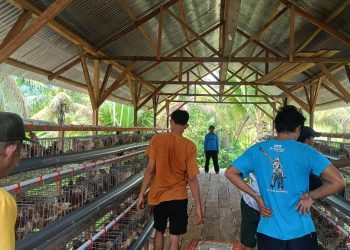 Dukung Asta Cita Presiden Prabowo, Pemdes Hion Melalui BUMDes Kembangkan Bisnis Ayam Petelur