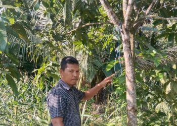 Pria di Moilong Banggai Coba Akhiri Hidup di Pohon Mangga, Berhasil Diselamatkan Warga