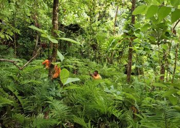 Medan Lebat dan Ancaman Hewan Buas Jadi Kendala Pencarian Kakek Hilang di Pagimana
