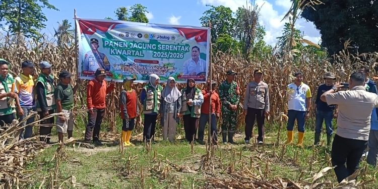 Panen jagung di wilayah perkebunan desa Pakowabunta, kecamatan nuhon, kabupaten Banggai . ( Dok.kilasbanggai.com)
