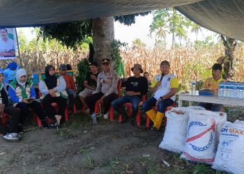 Pimpin Panen Jagung di Desa Pakowa, Ketua KTNA Banggai Irwanto Kulap Tegaskan Pentingnya Modernisasi Pertanian