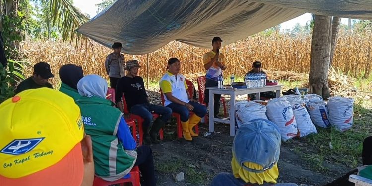 Andika kulap, kades tomeang, kecamatan nuhon, kabupaten Banggai saat sambutan di kegiatan panen jagung. (Dok.kilasbanggai.com)