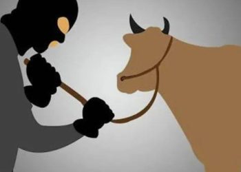 Marak Pencurian Sapi di Nuhon Banggai, Polisi Didesak Segera Bongkar Jaringan Pelaku
