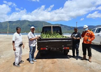 Gandeng Karang Taruna Banggai, PT Penta-Prima Siap Tanam Mangrove di Pesisir Siuna