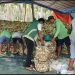 Kelompok Tani Subur Indah Pangkalaseang Baru Gelar Panen Raya Jagung Hibrida
