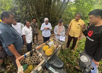 Kawal Potensi Daerah, Kemenkum Sulteng Verifikasi Keunikan Durian Nambo