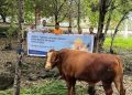Momentum Iduladha 1447 H, DSLNG Serahkan 21 Hewan Kurban di Banggai, Palu, dan Jakarta