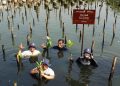 Mangrove Perkuat Ketahanan Pesisir Jakarta, DSLNG Wujudkan Aksi Lingkungan di Luar Area Operasi