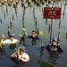 Mangrove Perkuat Ketahanan Pesisir Jakarta, DSLNG Wujudkan Aksi Lingkungan di Luar Area Operasi